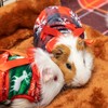 ALUZAEMO Guinea Pig Clothes - 2 Pack Christmas Warm Vest