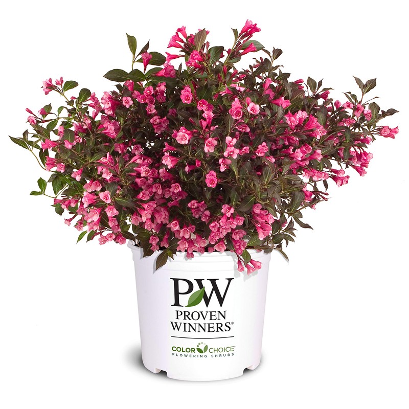 2 Gallon Proven Winners Weigela Wine & Roses Shrub