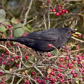 Berry Eating Blackbird Sound Greeting Card Any Occasion Call of The Wild Cards RWSN047