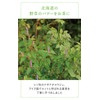 Natural Island Mori no Chaya Ent Tea 0.9 oz (24