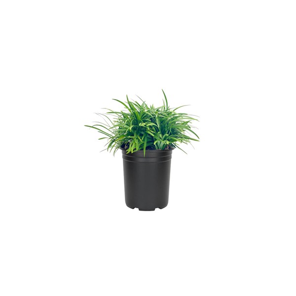 Dwarf Mondo Grass | 3 Large Quart Size Plants |