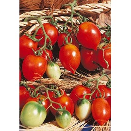 Salerno Seeds Grape Tomato Piennolo Del Vesuvio (INDETERM) Pomodoro Heirloom Tomato 3 Grams Made in Italy Non-GMO
