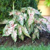 Caladium Gingerland, (10 Bulbs). Fancy, Decorative Shade-Loving Foliage