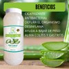 PULPA DE SABILA ORGANICA EN CUBOS 100% NATURAL 1 KILO