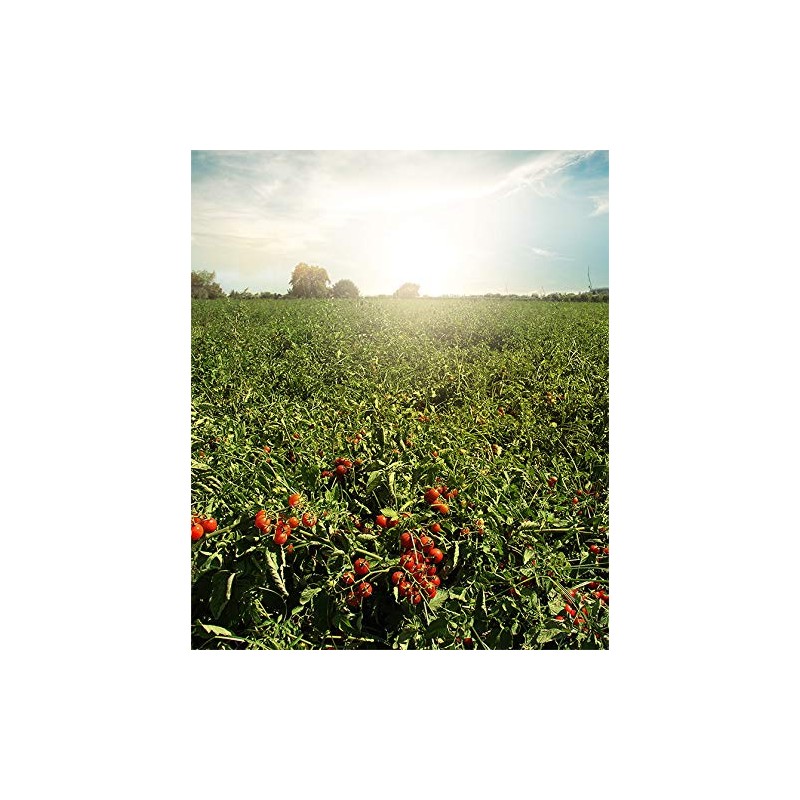 Kyknos Cherry Tomatoes 400 g Tin