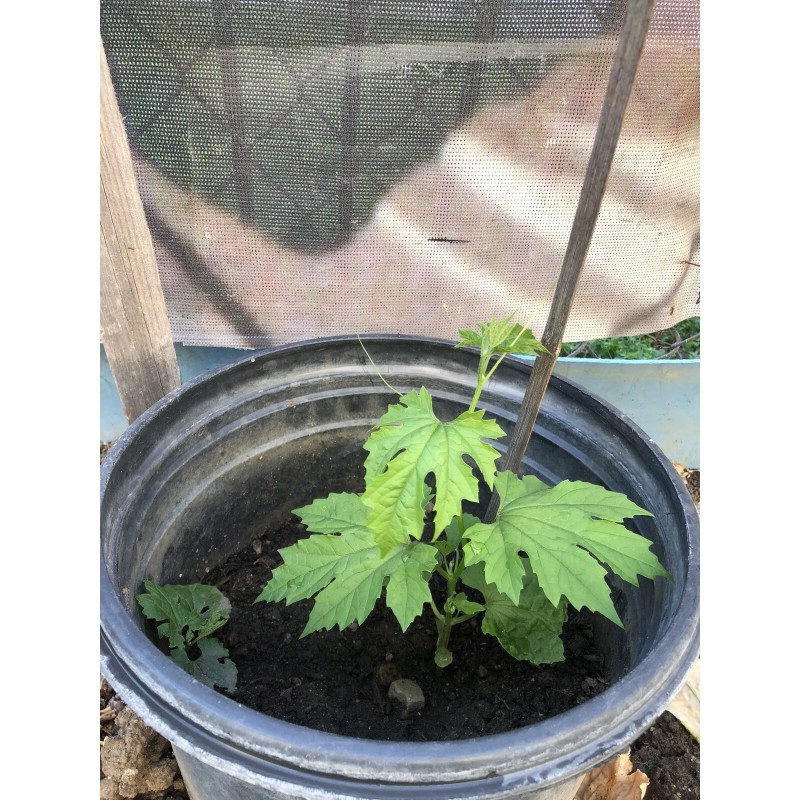 Fresh Bitter Melon 10 Seeds Package Fresh Harvested U.S. Seller