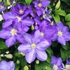 20Pcs Mixed Colors Clematis Seeds for Planting Heirloom & Non-GMO