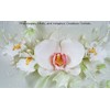 Moth Orchid (Phalaenopsis) Cutter Set by WSA