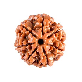 EDMIRIA 7 Mukhi Nepali Rudraksha Beads Seven Faced Certified Natural Himalayan Rudrakhsha Beads for Healing, Pooja, Meditation, Prayer, Saat Mukhi Japa Mala