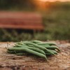 Provider Bush Snap/Green Bean - 50 Seeds - Heirloom &