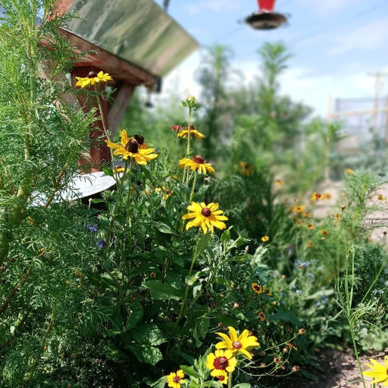 New Mexico Wildflower Seed Mix, Covers 325 Sq Ft, 14