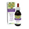 Blessed Thistle or Holy Thistle (Cnicus benedictus) herb with Flowers