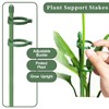Plant Support, Trellis Aid, Pack of 40 Plant Sticks, Plant