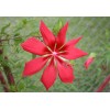 Red & White Texas Star Hardy Hibiscus Seeds RED and