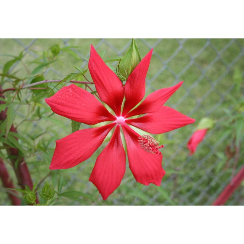 Red & White Texas Star Hardy Hibiscus Seeds RED and