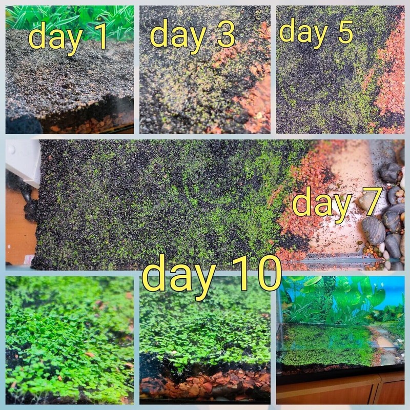 5 Bags Aquarium Plant S.e.e.ds, not Artificial Plastic Plant, Fish