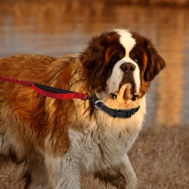 PuppyDoggy Adjustable Martingale Collar - Black Nylon, Quick Release Buckle, Classic Pet Collar for Small to Large Dogs (Large 1 Pack)