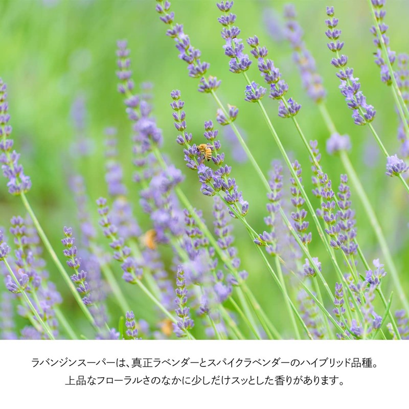 Natural 100% Lavender Oil (Lavandine Super) 30ml Essential Oil