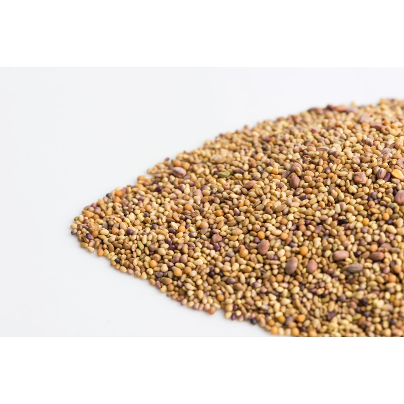 Sandwich Booster Sprouting Seeds, Mumm's | Large Size: 250 Grams