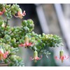 Live Cotyledon Pendens Plant - Trailing Succulent - Cliff Cotyledon