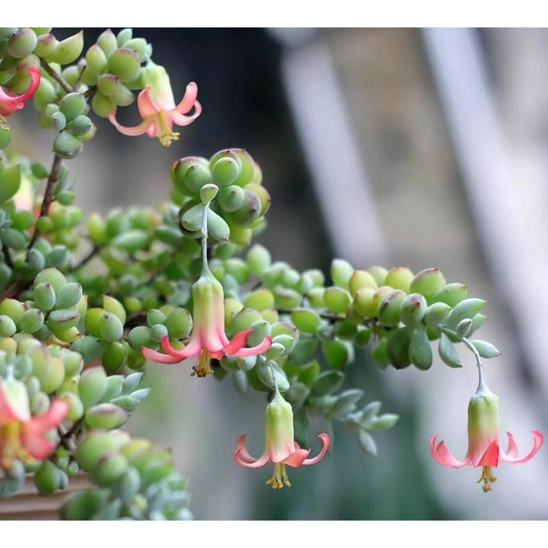 Live Cotyledon Pendens Plant - Trailing Succulent - Cliff Cotyledon