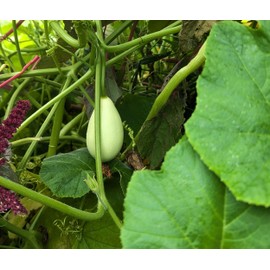 TomorrowSeeds - Ozark Nest Egg Ornamental Gourd Seeds - 30+ Count - for 2026 Planting Dragon Eggs Cucumber Ozarkana Gourds Mini Pumpkin Fall Baby Little Boo Crafting Garden Green Grow Your Own Home
