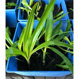 White Giant White Lilly (Crinum Asiaticum)/Spi