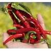 Szechwan Chile Plant Sichuan Chili Szechuan Heirloom Oriental Cuisine Pepper
