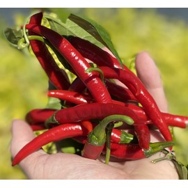 Szechwan Chile Plant Sichuan Chili Szechuan Heirloom Oriental Cuisine Pepper Premium Seed Packet