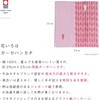 Imabari Towel Handkerchief Flower Iroha Flower 9.8 x 9.8 inches