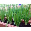 NIKA SEEDS - Vegetable Welsh Onion Bunching Green - 300