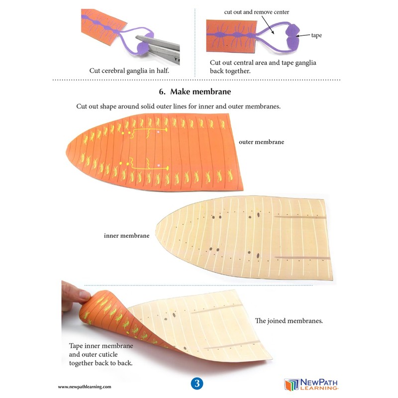 NewPath Earthworm Dissection 3-D Model Making Kit - Individual Student