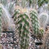 Echinocereus brandegeei Cacti Cactus Succulent Real Live Plant
