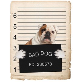 English Bulldog Dog Mugshot Bad Dog Car Bumper Magnet, Magnetic for Refrigerator, Decorative Fridge, Office, Whiteboard, Kitchen, Locker Waterproof Decor, Family & Friends, 4x7 in