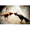 Suplemento De Pollo Hulx Speed Super Nano Drop 35 Ml