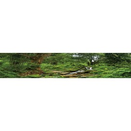 Carolina Custom Cages Reptile Habitat Background; Rain Forest with Stream, for 48Lx18Wx18H Terrarium, 3-Sided Wraparound