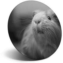 Destination Vinyl ltd Magnet for Refrigerator, Fridge BW - Cute Ginger Guinea Pig Animals Pets for Office, Cabinet and Whiteboard, Magnetic Stickers, 41036