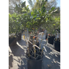 Tree Dancy Tangerine Tree (grafted) 3 Feet Tall.