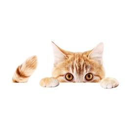 prendre Car Sticker Dog Cat Cute Animal Dress Up Car Bike Car Accessories Sticker (Peeking Cat) PR-PETST-NOZO