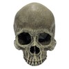 Komodo Human Skull Half