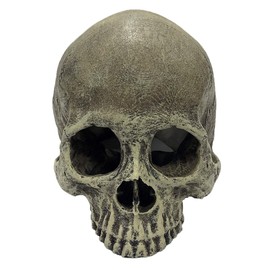 Komodo Human Skull Half