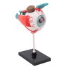 Anatomical Model of Human Eye, Educational Representation of Eyeball Anatomy