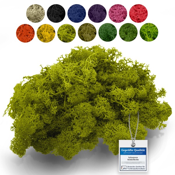 sphagnum-shop.com Real Reindeer Moss in Yellow Green 200 g for