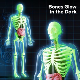 GobiDex Human Body Skeleton Model Kit, Glow in The Dark Science Kit for Kid