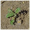 Everwilde Farms - 1/4 Lb Baby Blue Eyes Native Wildflower
