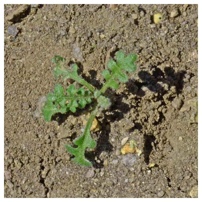 Everwilde Farms - 1/4 Lb Baby Blue Eyes Native Wildflower