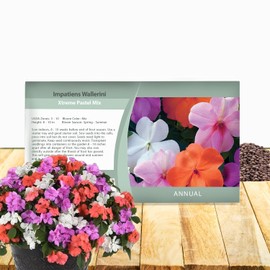 Outsidepride Xtreme Pastel Mix Impatiens Flower Seeds - 75 Pcs Annual, Compact & Pollinator Friendly, Impatiens Seeds for Planting w/Vibrant, Abundant Blooms for Shade Gardens & Container Displays