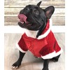 Parisian Pet Dog Cat Pet Xmas Holiday Christmas Mrs Claus