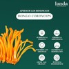 Landa Extracto Liquido Hongo Cordyceps Líquido Militaris 100 Orgánico Alta