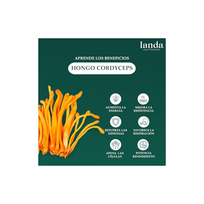Landa Extracto Liquido Hongo Cordyceps Líquido Militaris 100 Orgánico Alta